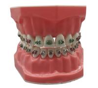 Modelo de dientes de tipodonte realista de plástico de 3, 0 x 2, 4 pulgadas con alambres y soporte de metal, ideal para adultos y niños.