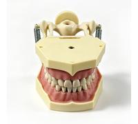 Modelo de dientes de tipodonto con dientes removibles, modelo dental adecuado para la enseñanza, la práctica y el estudio, juego de 32 piezas de dientes removibles.