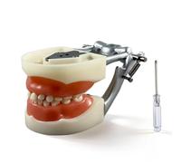 Modelo de dientes de tipodonto dental, 28 piezas, modelos de dientes atornillados con soporte de metal, fantoma dental,modelo educativo para práctica y estudio