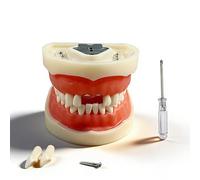 Modelo de dientes de tipodonto dental con 28 dientes extraíbles, modelo anatómico de enseñanza extraíble con soporte de metal, modelos de demostración fantoma dental para enseñanza