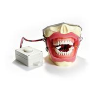 Modelo de dientes de tipodonto dental,modelo de implante con dientes extraíbles,modelos de extracción con anestesia dental con zumbador para la práctica de los estudiantes