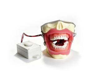Modelo de dientes de tipodonto dental,modelo de implante con dientes extraíbles,modelos de extracción con anestesia dental con zumbador para la práctica de los estudiantes