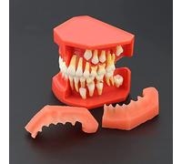 Modelo de dientes deciduos para niños, modelo de desarrollo de erupción dental, modelo de exhibición alternativa de dientes, modelo oral, comunicación médico-paciente Mostrar modelo de dientes