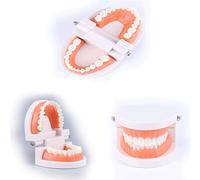 Modelo De Dientes Dentales Estándar, modelo de dentadura de demostración de Typodont para adultos, modelos de dientes de dentista de práctica, 3 uds
