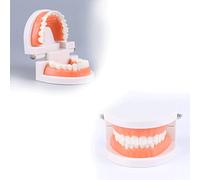 Modelo De Dientes Dentales Estándar, modelo de dentadura de demostración de Typodont para adultos, modelos de dientes de dentista de práctica, 2 uds