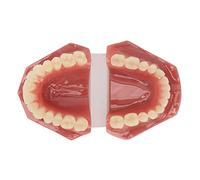 Modelo de Dientes Dentales, Modelo de Demostración Dental Reutilizable Ortodóntico Adultos Resina 28 Dientes Formación Clínica para Dentista