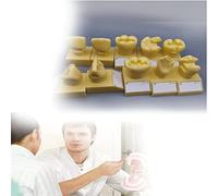 Modelo de dientes dentales, modelo de dientes de demostración de anatomía dental estándar profesional para enseñar, estudiar, mostrar, comunicación con el paciente
