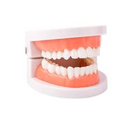 Modelo de dientes dentales, modelo de dientes estándar, demostración de modelo de boca de prótesis para niños, suministros de estudio de enseñanza dental