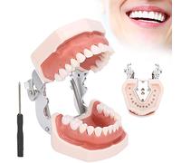 Modelo de Dientes Desmontables, Simulación Modelo de Dientes Dentales Restauración E Inserción de Implantes de Puente Modelo Educativo de Enseñanza para la Práctica Docente con Destornillador para Mor