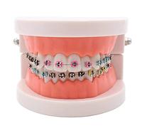 Modelo de Dientes Estándar, Enseñanza de dientes para niños, modelo de demostración de ortodoncia dental con soporte de metal para enseñar, estudiar, mostrar, comunicación con el paciente