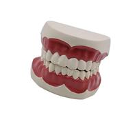 Modelo de dientes estándar, modelo de cuidado dental para niños, cepillado, enseñanza, demostración, estudio, falso, anatómico para enseñar y estudiar