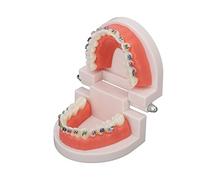 Modelo de Dientes estÁndar, Modelo de Dientes Dentales estÁndar de Estudio de Enseñanza Dental, con Soporte metálico de ortodoncia para Dentista enseñanza investigación Laboratorio