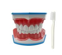 Modelo de dientes estándar, YOUYA DENTAL Kids Dental Enseñanza Dental Estudio Suministros Adulto estándar Typodont Demonstración Dientes Modelo