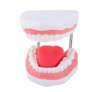 Modelo de dientes humanos con lengua extraíble ampliada lengua anatómica educativa accesorios de enseñanza desmontables