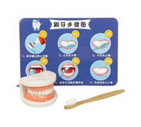 Modelo de Dientes - Juguete para enseñar a cepillarse los Dientes | Modelo Educativo de Entrenamiento | Kit de Aprendizaje para el Desarrollo - Herramienta de Ejercicios de higiene