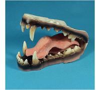 Modelo De Dientes, modelo de enseñanza de dientes de animales, modelo de dientes de lobo, uso para estudiar, enseñar