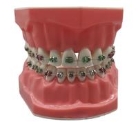 Modelo de dientes, modelo de plástico realista de 3.0x2.4 pulgadas Typodont dientes con cables de metal y soporte, ideal para adultos y niños