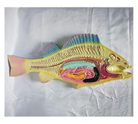 Modelo de disección de peces carpa, modelo anatómico de órganos internos de peces, esqueleto de carpa y molde de estructura intestinal, for educación en biología y zoología. 49 * 20CM