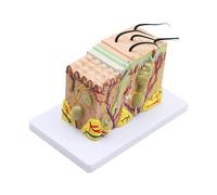 Modelo de disección de tejido subcutáneo de piel anatómica humana, modelo de escuela de medicina, ayuda for enseñanza médica de anatomía y biología Durabilidad(35)