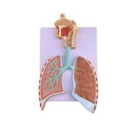 Modelo de doble cara del sistema respiratorio humano, modelo plano de 30 cm con vías respiratorias y alvéolos ampliados extraíbles. Humano Desmontable (Estilo A)