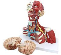 Modelo de educación Juguetes Cabello de cráneo Humano Modelo anatómico Anatómico Anatomía Humana Méncleo Cerebro Modelo de Cerebro Tubero de tiroides Tiroideo Modelos de 3 Piezas