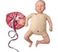 Modelo de educación sobre el parto femenino con cordón umbilical desmontable, modelo anatómico del cordón umbilical de placenta, for la formación de enfermería en el parto
