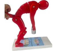 Modelo de elevación correcta del cuerpo humano, levantamiento de pesas de columna vertebral humana y disco intervertebral lumbar, modelos de enseñanza de protección de la columna lumbar.