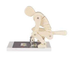 Modelo de elevación Correcta Modelo de demostración de Fuerza de la | Entrenador de postura del cuerpo humano con base, Entrenador interactivo de columna lumbar for anatomía biomecánica