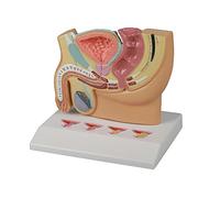 Modelo de enfermedades pélvicas masculinas para la próstata, anatomía pélvica, tamaño 1/2