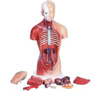 Modelo de ensamblaje 4D órgano torso humano, cuerpo desmontable, herramienta exhibición educativa for la escuela medicina for que los estudiantes aprendan sobre huesos(28cm)