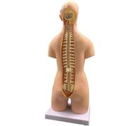 Modelo de ensamblaje 4D órgano torso humano, cuerpo desmontable, herramienta exhibición educativa for la escuela medicina for que los estudiantes aprendan sobre huesos(55cm)