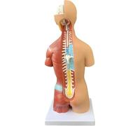 Modelo de ensamblaje 4D órgano torso humano, cuerpo desmontable, herramienta exhibición educativa for la escuela medicina for que los estudiantes aprendan sobre huesos(45cm)