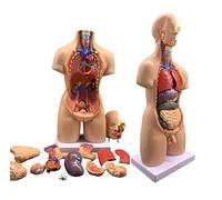 Modelo de ensamblaje anatómico 4D de órganos Humanos Modelo de Cuerpo de Torso Humano de 55 cm Órganos internos médicos