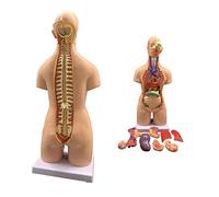 Modelo de ensamblaje anatómico 4D Modelo de Cuerpo de Torso Humano de 55 cm de órganos Humanos Órganos internos médicos