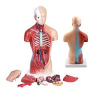 Modelo de ensamblaje anatómico 4D Modelo de órganos Humanos, órganos Humanos para enseñar con Cabeza de corazón Modelo d