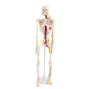Modelo de ensamblaje de Esqueleto Humano, Juguete de anatomía Educativo de Bricolaje Flexible de 85 cm para Estudiantes, escuelas de Medicina, Material de PVC, Soporte Resistente