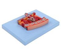Modelo de ensamblaje del Modelo anatómico Sistema reproductivo Humano Modelo de anatomía Modelo ampliado de la sección Transversal de Escritura de Placenta