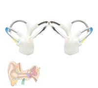 Modelo de enseñanza anatómica de canal semicircular y coclear, modelo de cóclea del oído interno humano ampliado con estructura abierta vestibular, PVC, 2 partes bilaterales para estudio de enseñanza