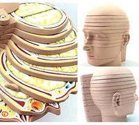 Modelo de enseñanza, Cerebro Humano, Modelo Transversal, Modelo de Cerebro, 12 Partes, cráneo, Nivel Cerebral, Modelo de Corte, radiación, resonancia magnética, enseñanza de neurología