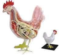 Modelo de enseñanza de anatomía de pollo 4D, modelo anatómico de pollo desmontable, 32 piezas, modelo anatómico animal científico