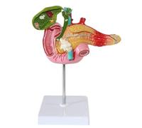 Modelo de enseñanza de anatomía del sistema digestivo, páncreas humano, duodeno, vesícula biliar, modelo de anatomía patológica, modelo de enseñanza del sistema digestivo médico.