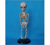 Modelo De Enseñanza De Esqueleto Fetal - Anatomía Humana Bebé Anatomía Modelo De Esqueleto De Cráneo - Modelo De Esqueleto De Bebé De 40 CM Modelo De Anatomía Médica - para Exhibición De Es