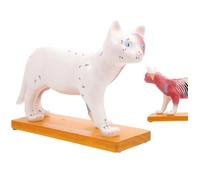 Modelo de enseñanza de Gatos Anatomía de anatomía Modelo anatómico de Cat para la Herramienta pedagógica de enseñanza Veterinaria con Musculatura y acupuntura de Puntos para el Curso de fisiología de