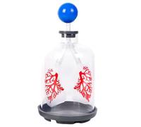 Modelo de enseñanza de intercambio pulmonar para el movimiento del diafragma en educación respiratoria, formato de gran tamaño para un aprendizaje eficaz, modelo de diafragma, herramienta médica