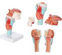 Modelo de enseñanza de laringe y garganta humana, modelo de laringe con dientes y lengua, modelo de anatomía de tiroides, modelo de esqueleto de laringe desmontable de 5 piezas, herramienta de exhibic