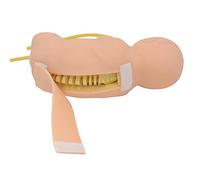 Modelo de enseñanza de punción lumbar para entrenamiento médico, simulación para médicos, enfermeras y estudiantes, ayuda de práctica de evaluación 1:1