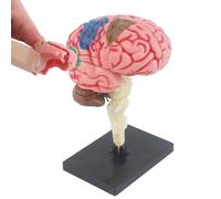 Modelo de enseñanza del cerebro anatómico-Modelo de anatomía cerebral 3D de tamaño natural con arterias | Ayudas de estudio médico para neurociencia, educación en casa, clase de biología, pantalla