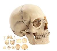 Modelo de enseñanza, descripción Modelo de cráneo anatómico para estudiar Modelo de anatomía de cráneo de PVC 1:2 con 15 Piezas de ensamblaje y Manual de descripción de Huesos y de