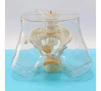 Modelo de enseñanza femenina de cateterismo, modelo de enseñanza del recto de la cavidad pélvica, modelo de legrado uretral femenino transparente, for práctica de estudio de formación médica