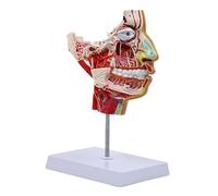 Modelo de enseñanza médica Chuletas humanas-faciales Vasos sanguíneos del nervio vascular Media cabeza para anatomía Chuletas-faciales Vasos sanguíneos del nervio vascular